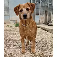 Foto dell\'animale cane - Matr. 2022/2034 - Microchip 380260043873271