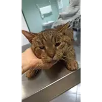 Foto dell\'animale gatto - Matr. 2022/2024 - Microchip 380260044731684
