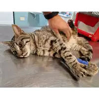 Foto dell\'animale gatto - Matr. 2022/2020 - Microchip 380260044732087