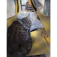 Foto dell\'animale gatto - Matr. 2022/2025 - Microchip 380260044731448