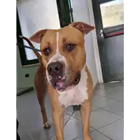 Foto dell\'animale cane - Matr. 2022/2027 - Microchip 380260044731823