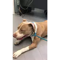 Foto dell\'animale cane - Matr. 2022/2029 - Microchip 380260043266322