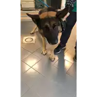 Foto dell\'animale cane - Matr. 2022/2035 - Microchip 380260044731624
