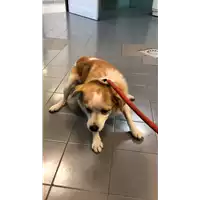Foto dell\'animale cane - Matr. 2022/2036 - Microchip 380260044731436