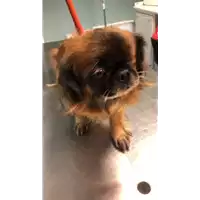 Foto dell\'animale cane - Matr. 2018/1593 - Microchip 380260100766947