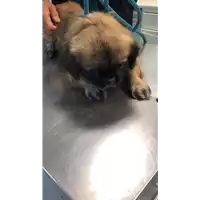 Foto dell\'animale cane - Matr. 2022/2046 - Microchip 380260044731640