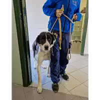 Foto dell\'animale cane - Matr. 2022/2047 - Microchip 380260044732151