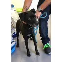 Foto dell\'animale cane - Matr. 2022/2048 - Microchip 380260044731461