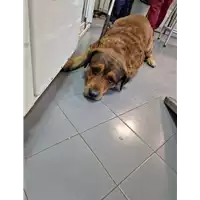 Foto dell\'animale cane - Matr. 2022/2049 - Microchip 380260044731808