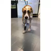Foto dell\'animale cane - Matr. 2022/2050 - Microchip 380260044731193