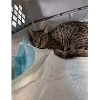 Foto dell\'animale gatto - Matr. 2022/2051 - Microchip 380260044731651