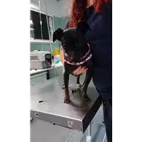 Foto dell\'animale cane - Matr. 2022/2053 - Microchip 380260044731512