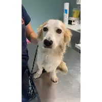 Foto dell\'animale cane - Matr. 2022/2056 - Microchip 380260044731987