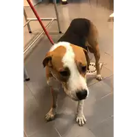 Foto dell\'animale cane - Matr. 2022/2059 - Microchip 380260044732079