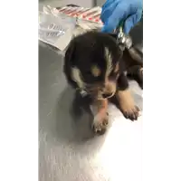 Foto dell\'animale cane - Matr. 2022/2060 - Microchip 380260044732141