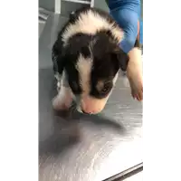Foto dell\'animale cane - Matr. 2022/2061 - Microchip 380260044731965