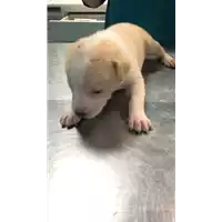 Foto dell\'animale cane - Matr. 2022/2063 - Microchip 380260044731699