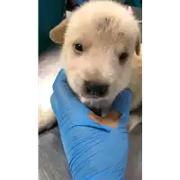 Foto dell\'animale cane - Matr. 2022/2065 - Microchip 380260044732168
