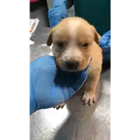Foto dell\'animale cane - Matr. 2022/2066 - Microchip 380260044731789