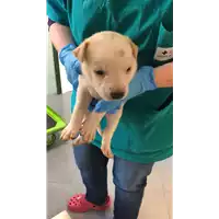 Foto dell\'animale cane - Matr. 2022/2068 - Microchip 380260044731296