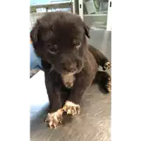 Foto dell\'animale cane - Matr. 2022/2064 - Microchip 380260044732049