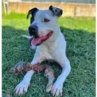 Foto dell\'animale cane - Matr. 2020/1669 - Microchip 380260044476169