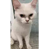Foto dell\'animale gatto - Matr. 2022/2075 - Microchip 380260044913415