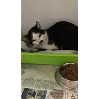 Foto dell\'animale gatto - Matr. 2022/2081 - Microchip 380260044732059