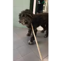 Foto dell\'animale cane - Matr. 2022/2082 - Microchip 380260044731757