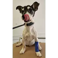 Foto dell\'animale cane - Matr. 2022/2085  - Microchip 380260044731375