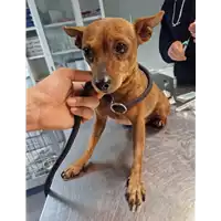 Foto dell\'animale cane - Matr. 2022/2088 - Microchip 380260044731755