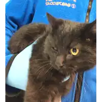 Foto dell\'animale gatto - Matr. 2022/2095 - Microchip 380260044731482