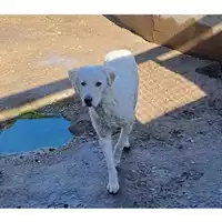 Foto dell\'animale cane - Matr. 2022/2093 - Microchip 380260044731974