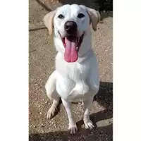 Foto dell\'animale cane - Matr. 2022/0876 - Microchip 380260044552020