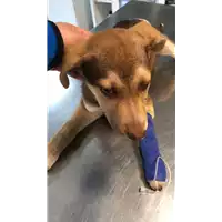 Foto dell\'animale cane - Matr. 2022/2100 - Microchip 380260044731768