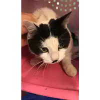 Foto dell\'animale gatto - Matr. 2022/2099 - Microchip 380260170025141