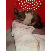 Foto dell\'animale gatto - Matr. 2022/2103 - Microchip 380260044732876