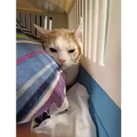 Foto dell\'animale gatto - Matr. 2022/2102 - Microchip 380260044731452