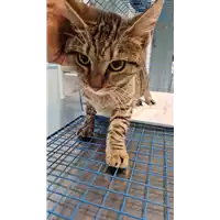 Foto dell\'animale gatto - Matr. 2022/2105 - Microchip 380260044731764