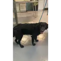 Foto dell\'animale cane - Matr. 2022/2106 - Microchip 380260044732091