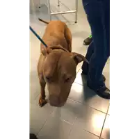Foto dell\'animale cane - Matr. 2022/2108 - Microchip 380260101706054