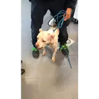 Foto dell\'animale cane - Matr. 2022/2107 - Microchip 380260044731620