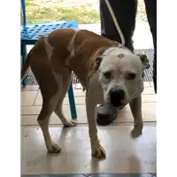 Foto dell\'animale cane - Matr. 2022/2110 - Microchip 380260044731379
