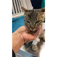 Foto dell\'animale gatto - Matr. 2022/2112 - Microchip 380260044731310