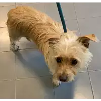 Foto dell\'animale cane - Matr. 2022/1698 - Microchip 380260044732533