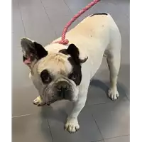 Foto dell\'animale cane - Matr. 2022/2115 - Microchip 900108001464634