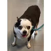 Foto dell\'animale cane - Matr. 2022/2117 - Microchip 900032000378610