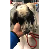 Foto dell\'animale cane - Matr. 2022/2119 - Microchip 380260000352311
