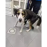 Foto dell\'animale cane - Matr. 2022/2122 - Microchip 380260002008377