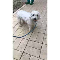 Foto dell\'animale cane - Matr. 2022/2123 - Microchip 380260044732167
